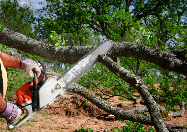 Best Firewood Processing and Delivery  in Lewiston, ID